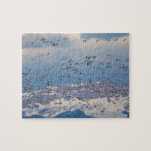 Puzzle Oies des neiges pendant la migration printanière (Horizontal)
