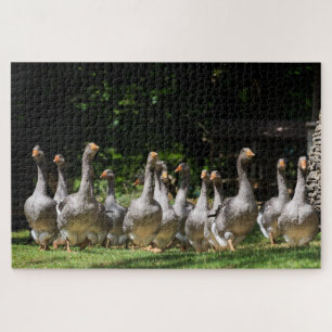 Puzzle Oies grises drôles dans le Dordogne, France