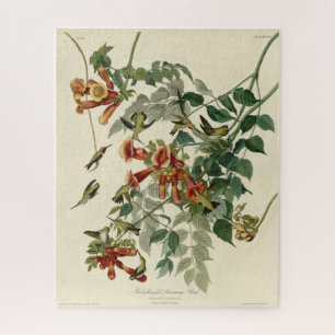 Puzzle Oiseau à gorge rubis, Audubon Oiseaux Amérique