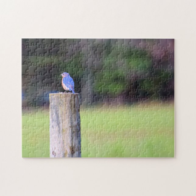 Puzzle Oiseau bleu de montagne - 11x14 pouces (Horizontal)