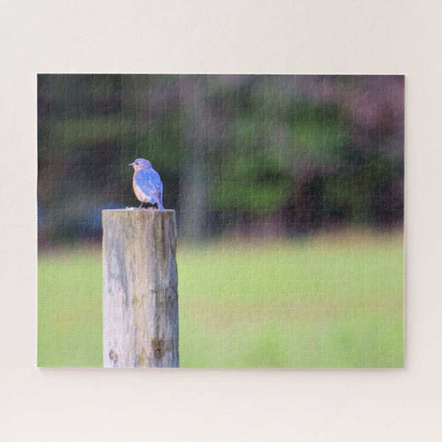 Puzzle Oiseau bleu de montagne - 16x20 pouces (Horizontal)