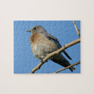 Puzzle Oiseau bleu occidental