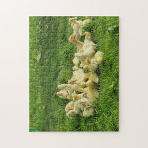 Puzzle oiseau, canard, caneton, jaune, nature, mignon, bé