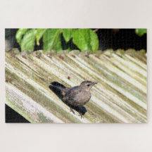 Oiseau de chat