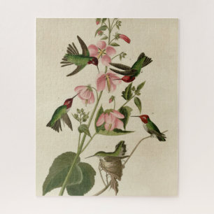 Puzzle Oiseau de Humming - Oiseaux d'Audubon