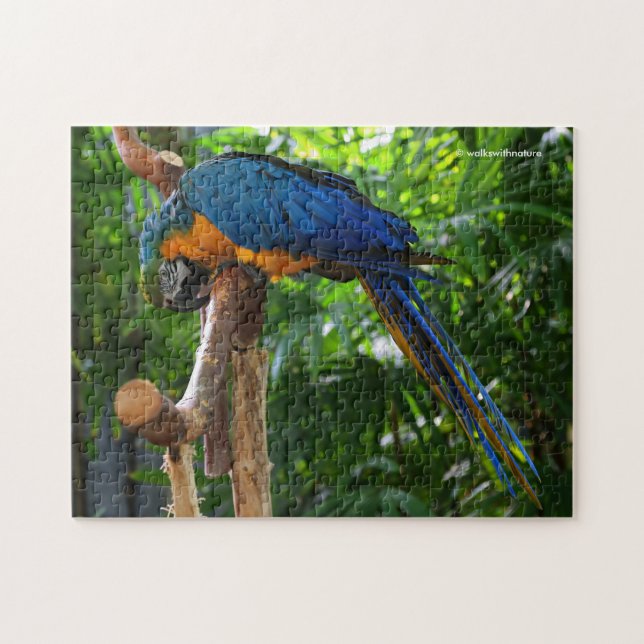 Puzzle Oiseau de perroquet bleu et or macaw (Horizontal)