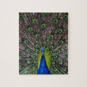 Puzzle Oiseau paon magnifique