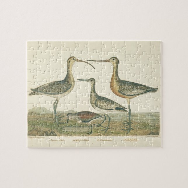 Puzzle Oiseaux de marais Courlis Oiseaux (Horizontal)