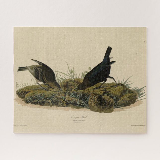 Puzzle Oiseaux de vache (Cowbird) Audubon's Birds of Amer (Horizontal)