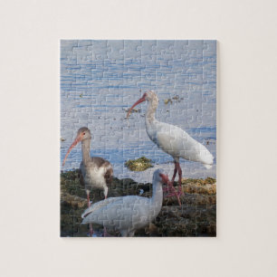 Puzzle Oiseaux Ibis sur la rive de la baie de Floride