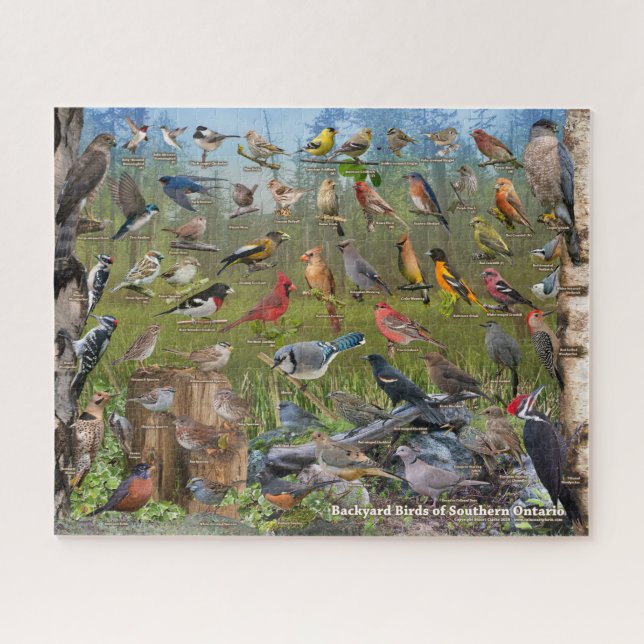 Puzzle Oiseaux jardins du sud de l'Ontario (Horizontal)