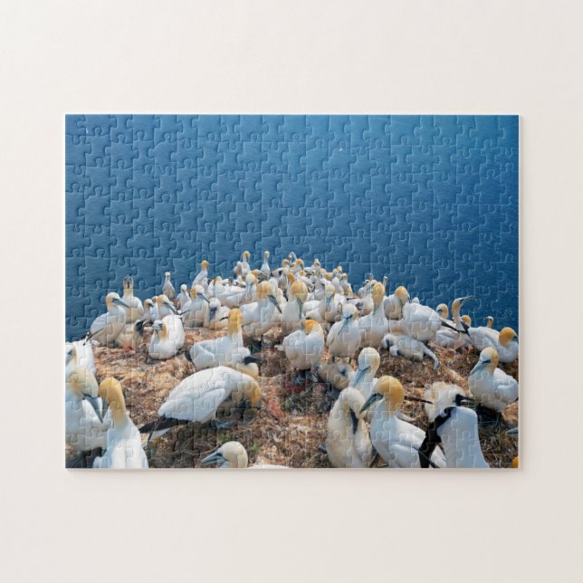 Puzzle Oiseaux marins (Horizontal)