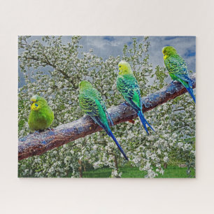 Puzzle Oiseaux - perruques