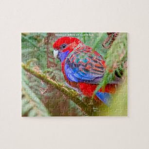 Puzzle Oiseaux Rosella d'Australie