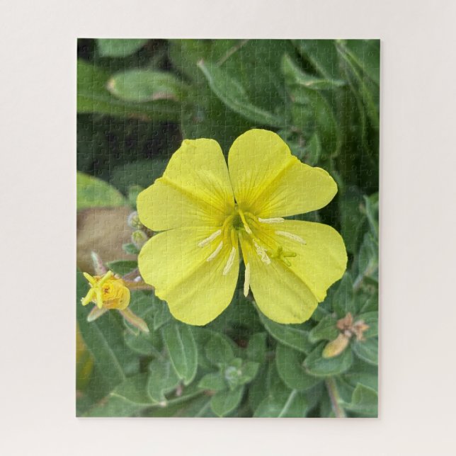 Puzzle Onagre jaune de plage, Oakland (Vertical)