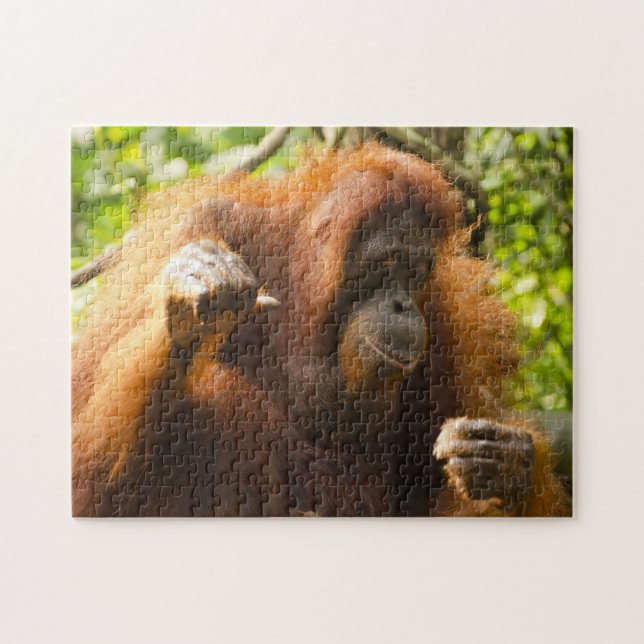 Puzzle Orang-outan Zoo de Singapour . (Horizontal)