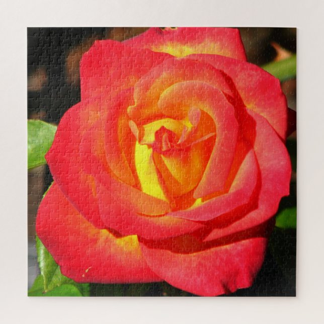Puzzle Orange et rouge Rose haut de gamme (Vertical)