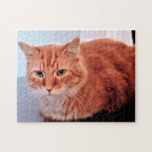 Puzzle Orange Tabby Chat Photo Famille Animaux