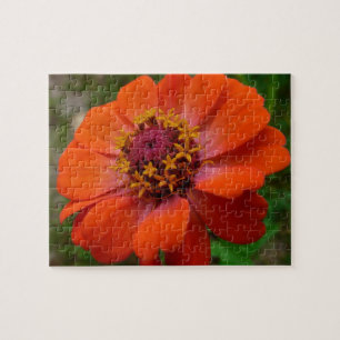 Puzzle Orange Zinnia Fleur sauvage Nature Florale