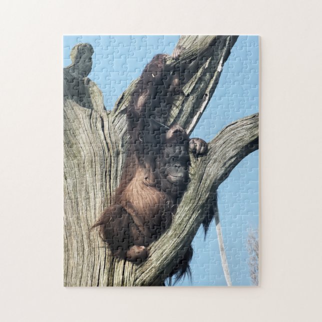 PUZZLE ORANGUTANS (Vertical)