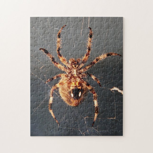 Puzzle Orb Weaver Spider (Vertical)