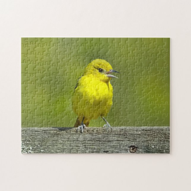 Puzzle Orchard Oriole - Photo originale (Horizontal)