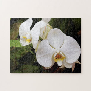 Puzzle Orchidée Lune Blanche (Phalaenopsis Aphrodite)