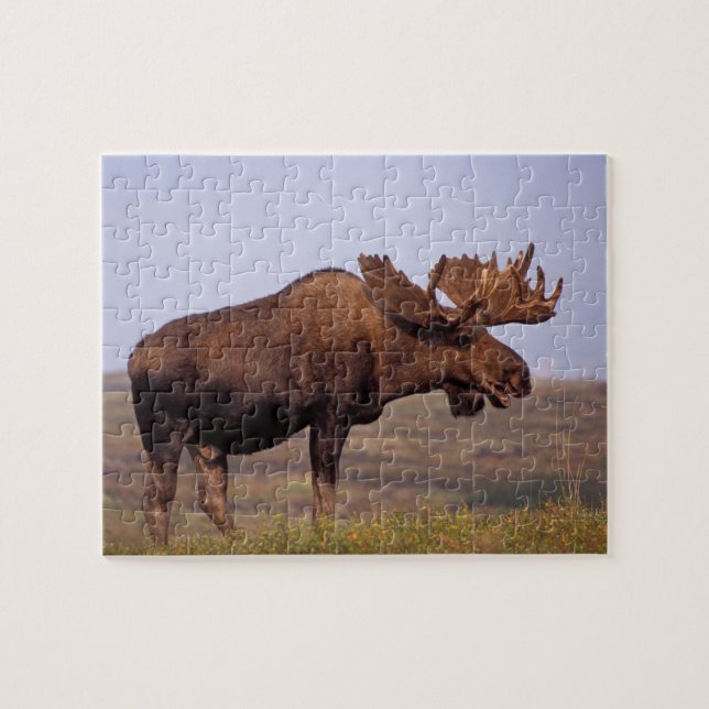 Puzzle orignal, Alces alces, taureau avec grands bois (Horizontal)