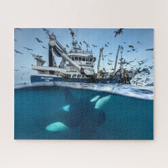 Puzzle Orque épaulard bateau de pêche commercial océan (Horizontal)