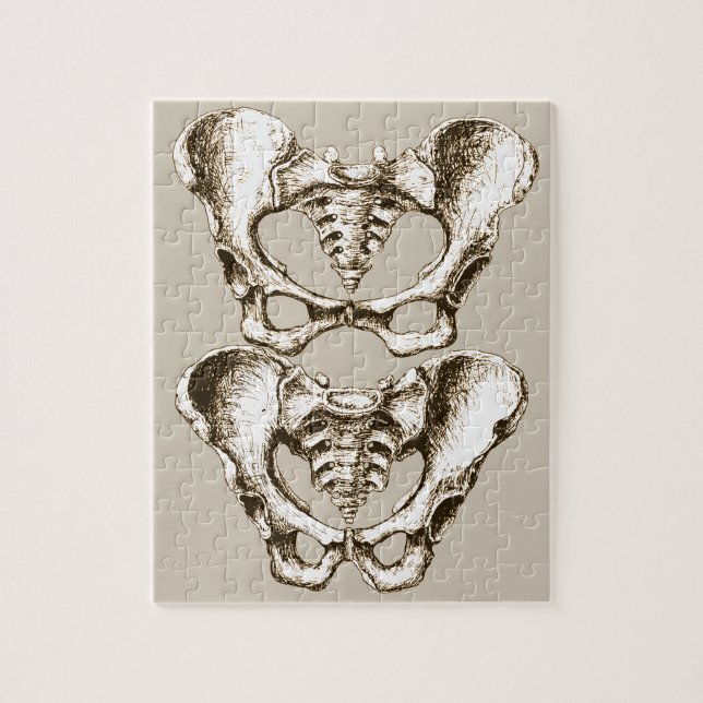 Puzzle Os du bassin humain (Vertical)