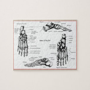 Puzzle Os du pied humain