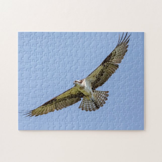 Puzzle Osprey in flight (Horizontal)