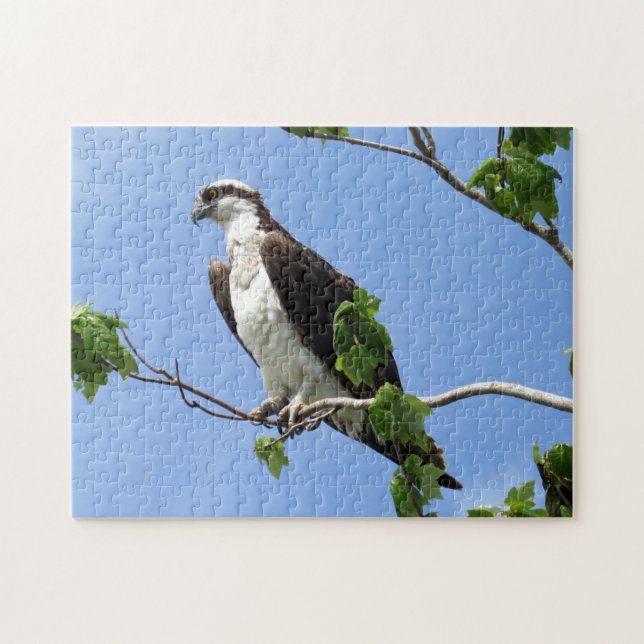 Puzzle Osprey In Tree - Raptor  - Bird (Horizontal)