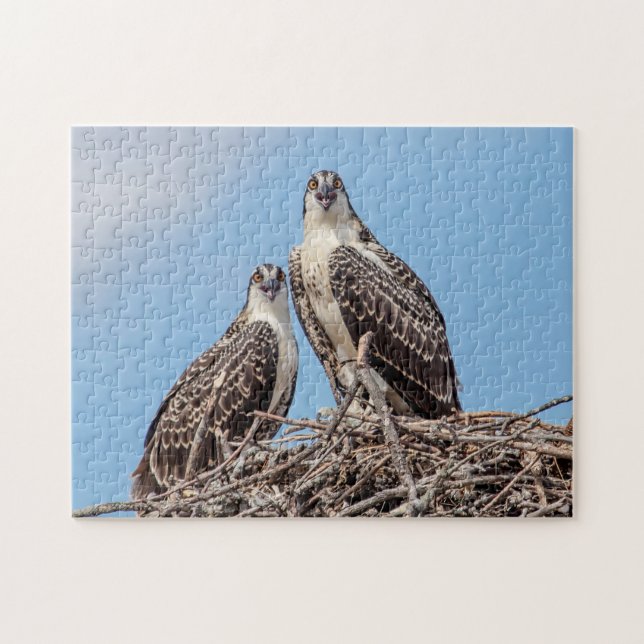 Puzzle Osprey juvénile dans le nid (Horizontal)