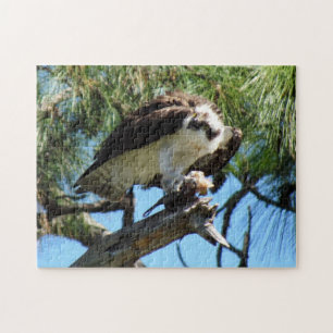 Puzzle Osprey - Sea Hawk - Fish Hawk - Raptor  - Bird