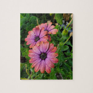 Puzzle Osteospurmum