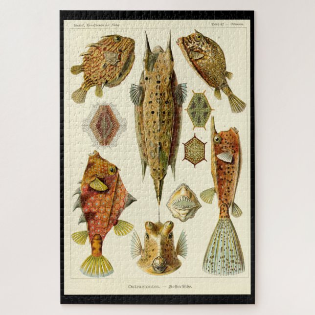 Puzzle "Ostraciontes" d'Ernst Haeckel (Vertical)