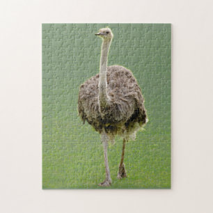 Puzzle Ostrich