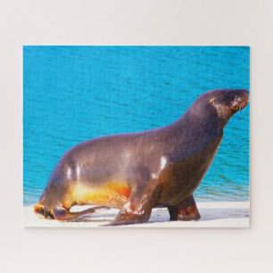 Puzzle Otaries