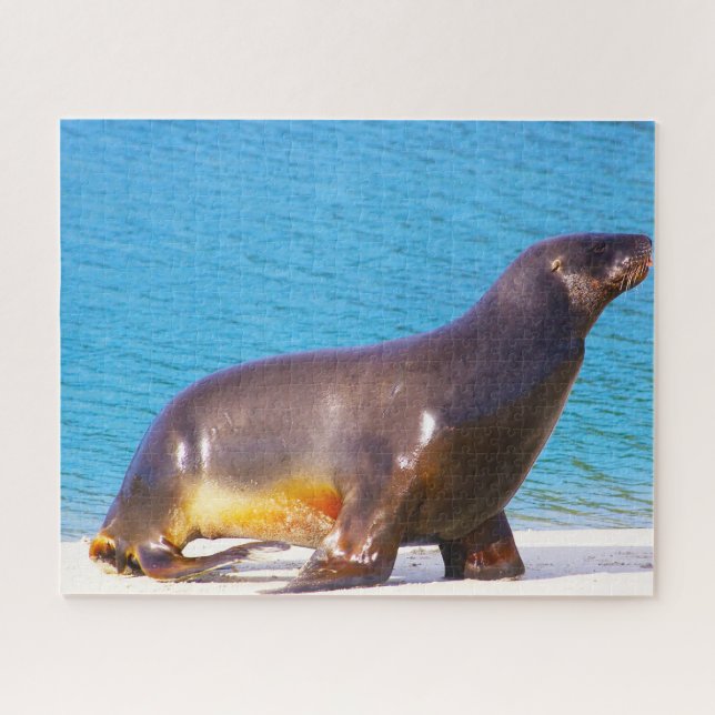 Puzzle Otaries (Horizontal)