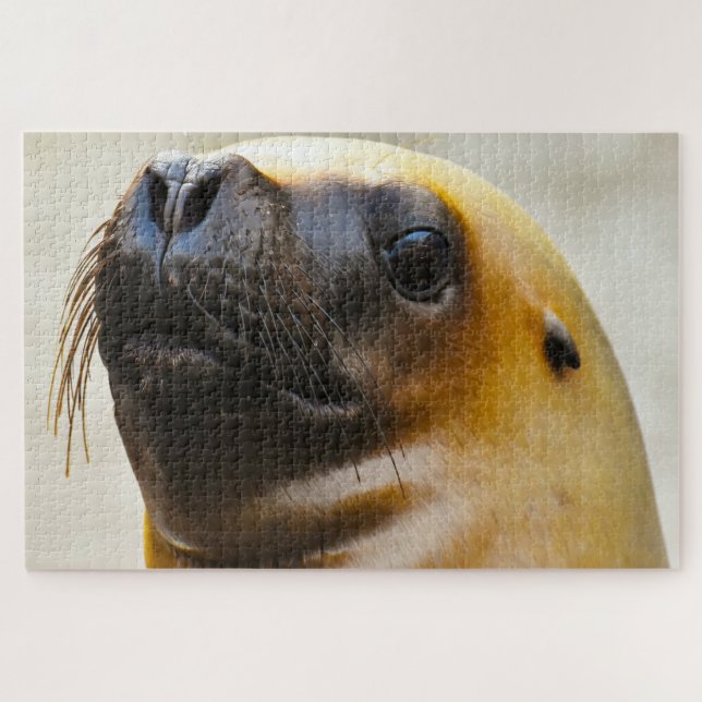 Puzzle Otaries de nos mers (Horizontal)