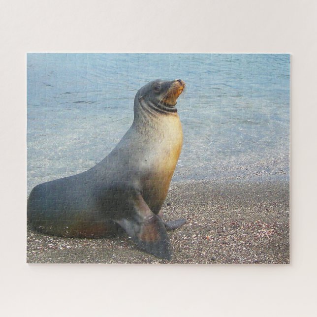 Puzzle Otaries de nos mers (Horizontal)