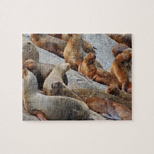 Puzzle Otaries en Patagonie, Chili (Horizontal)