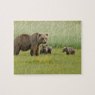Puzzle Ours brun d'Alaska femelle et trois oursons, Ursus