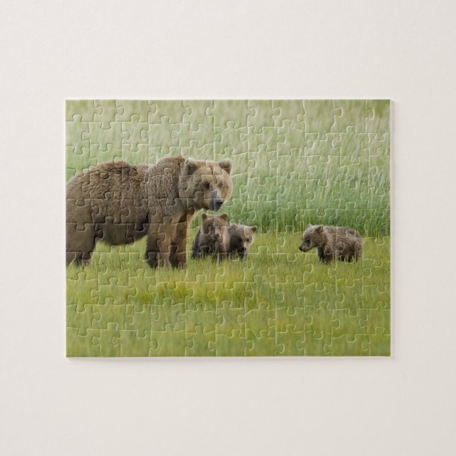 Puzzle Ours brun d'Alaska femelle et trois oursons, Ursus (Horizontal)
