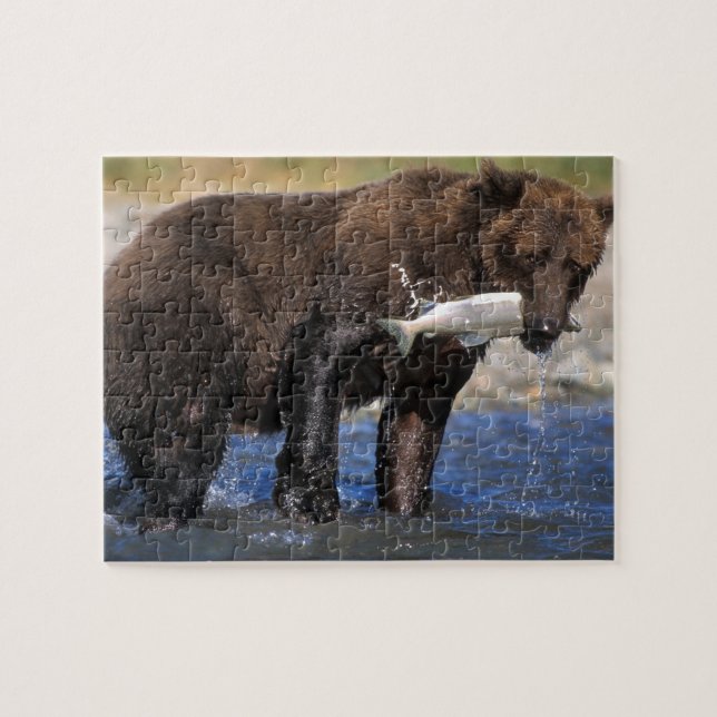 Puzzle Ours brun, grizzly, avec prise de saumon, (Horizontal)