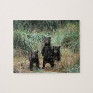 Puzzle ours brun, Ursus arctos, grizzli, Ursus 7