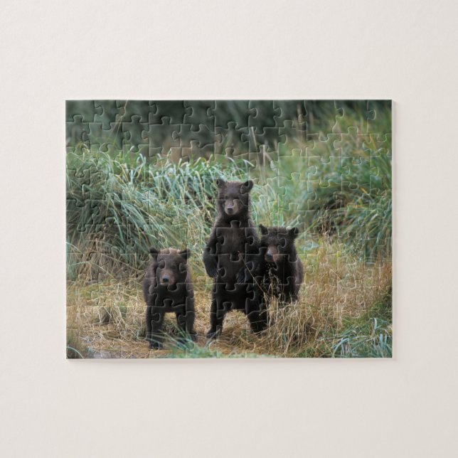 Puzzle ours brun, Ursus arctos, grizzli, Ursus 7 (Horizontal)