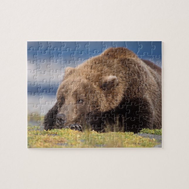 Puzzle ours brun, Ursus arctos, grizzli, Ursus 8 (Horizontal)