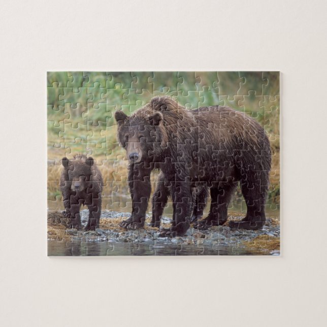 Puzzle ours brun, Ursus arctos, grizzly, Ursus 3 (Horizontal)